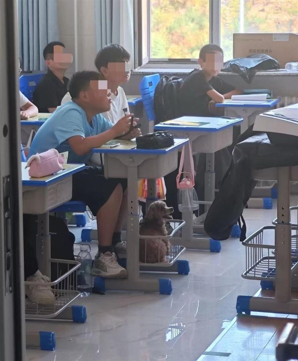 中玉束哈 初中生带宠物狗上课老师帮遛狗? 班主任: 系生物开学第一课, 破例允许